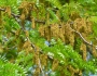 Gleditsia triacanthos image