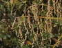 Glyceria canadensis image