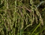 Glyceria elata image