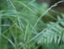 Glyceria melicaria image