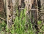 Glyceria obtusa image
