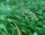 Glyceria striata image