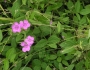 Glycine max image