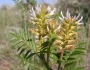 Glycyrrhiza lepidota image