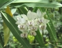 Gomphocarpus physocarpus image