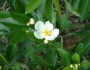 Gordonia lasianthus image