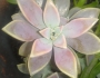 Graptopetalum paraguayense image