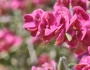 Grayia spinosa image