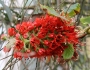 Greyia sutherlandii image