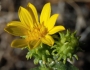 Grindelia hirsutula image
