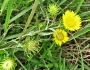 Grindelia lanceolata image
