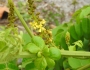 Guilandina bonduc image