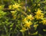 Gutierrezia californica image
