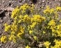 Gutierrezia sarothrae image
