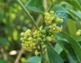Gymnema sylvestre image
