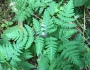 Gymnocarpium dryopteris image