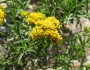 Gymnosperma glutinosum image