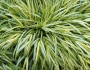 Hakonechloa macra image