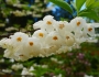 Halesia carolina image