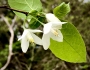 Halesia diptera image