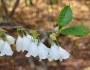 Halesia tetraptera image