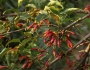 Halleria lucida image