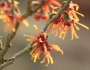 Hamamelis vernalis image