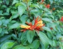 Hamelia patens image