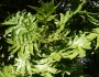 Harpephyllum caffrum image