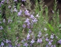 Hedeoma hyssopifolia image