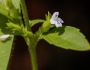 Hedeoma pulegioides image
