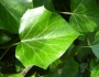 Hedera helix image