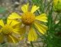 Helenium amarum image