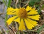 Helenium autumnale image