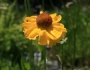 Helenium bigelovii image