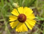 Helenium flexuosum image