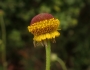 Helenium puberulum image
