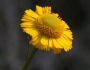 Helenium vernale image