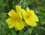 Helianthemum nummularium image