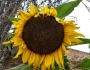 Helianthus annuus image