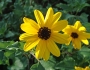 Helianthus debilis image