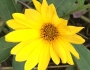 Helianthus divaricatus image