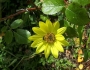 Helianthus giganteus image