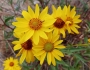 Helianthus gracilentus image