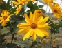 Helianthus ×laetiflorus image