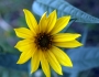 Helianthus maximiliani image