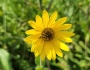 Helianthus mollis image