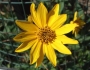 Helianthus occidentalis image