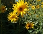 Helianthus pauciflorus image