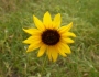 Helianthus petiolaris image